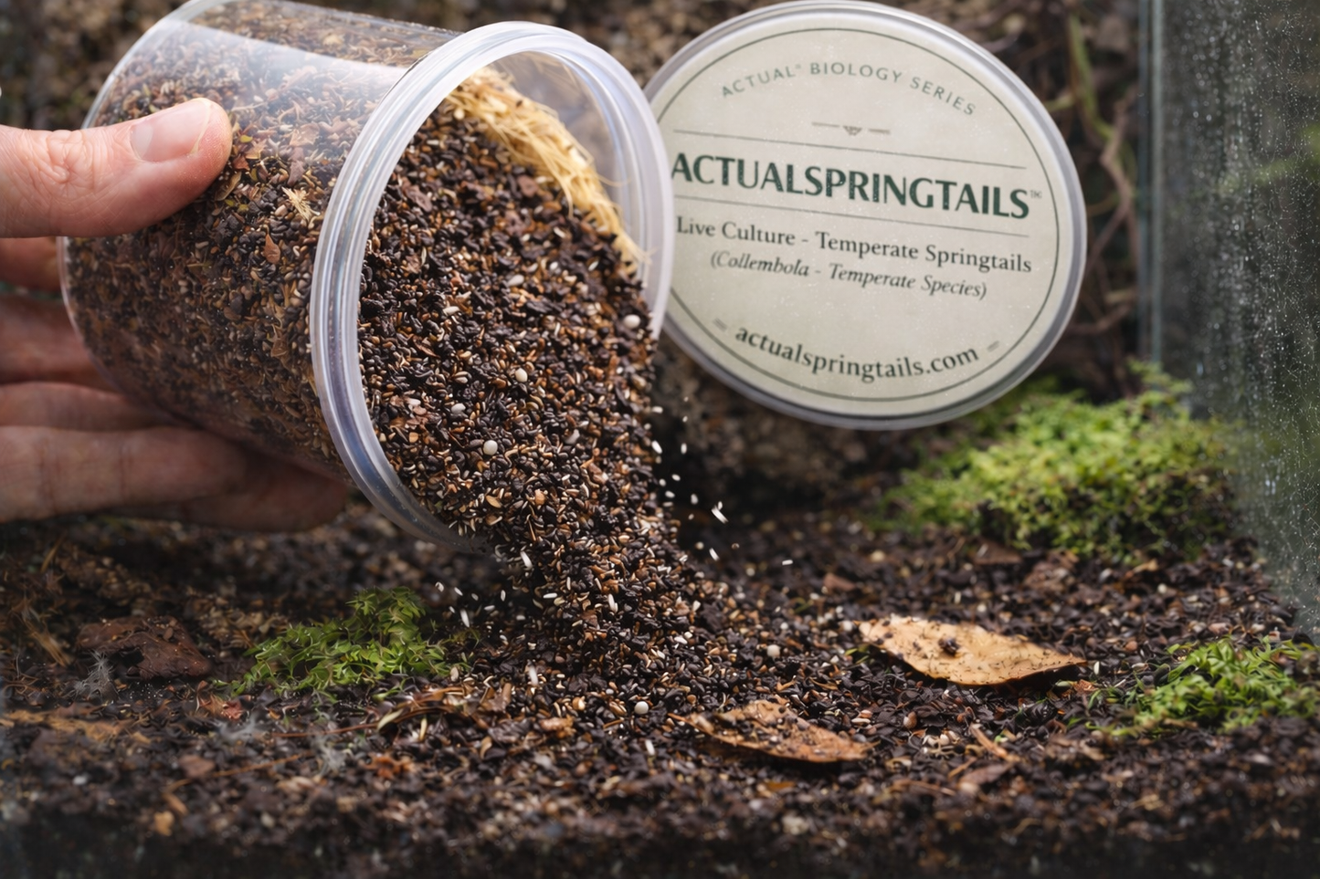 Live Temperate Springtail Culture – Bioactive Clean-Up Crew | ActualSpringtails™